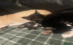 Bengal cats for sale: Pair of part bengal Tuxedo Kittens  - Image 5