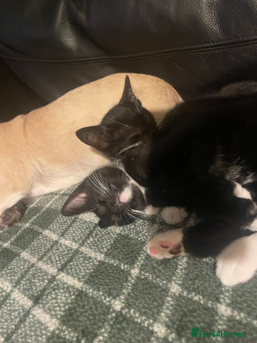 Bengal cats for sale: Pair of part bengal Tuxedo Kittens  - Image 5