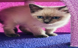 Ragdoll cats for sale: Ragdoll kitten for sale - Image 1
