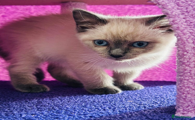 Ragdoll cats - Advert 4
