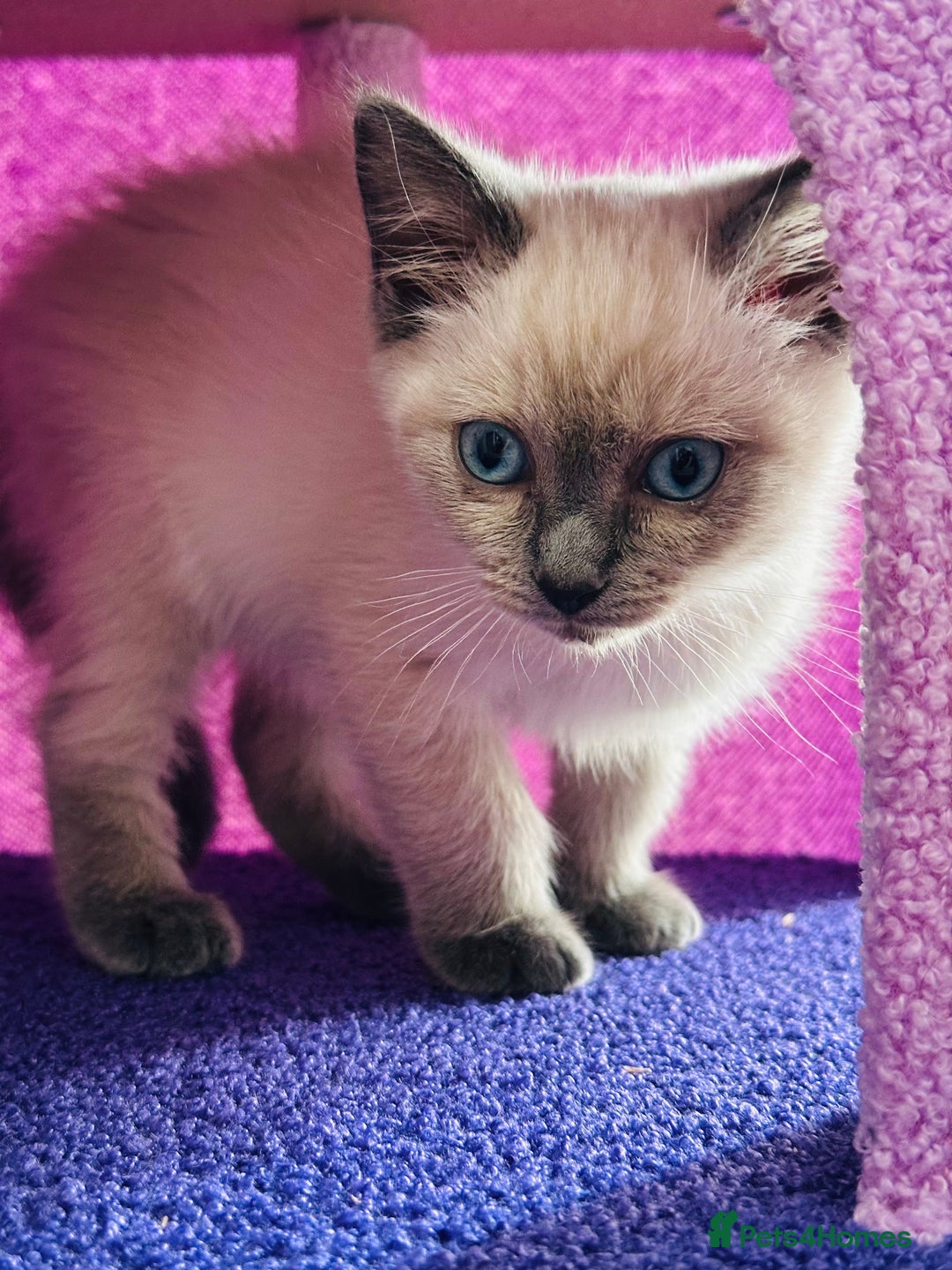 Ragdoll cats for sale: Ragdoll kitten for sale - Image 1