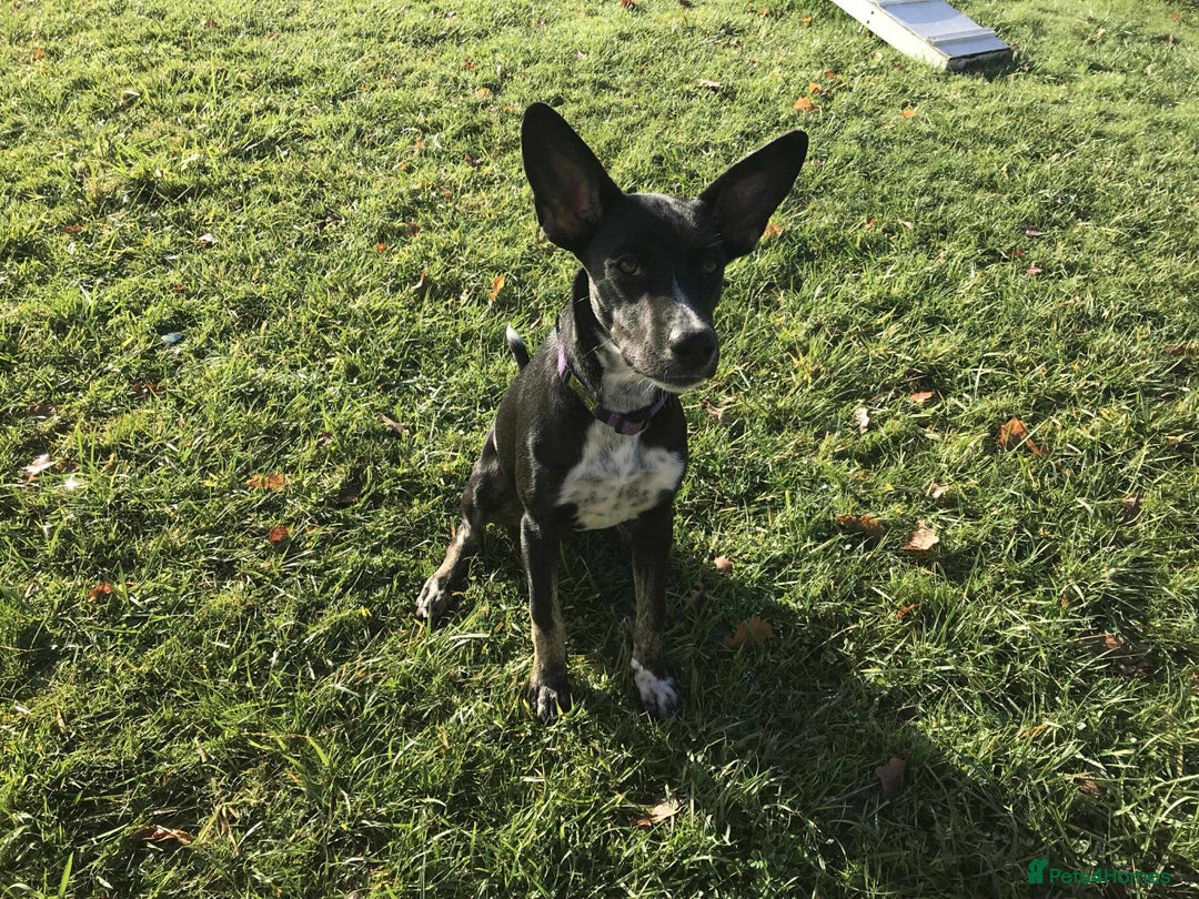 Mixed Breed dogs for adoption: Minnie is ready for her forever home - Advert 3