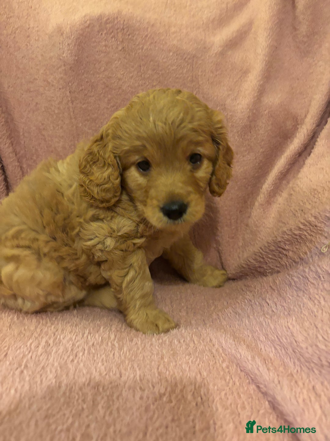 Cockapoo dogs for sale: Last cockapoo boy looking for his forever home ❤️ - Advert 12