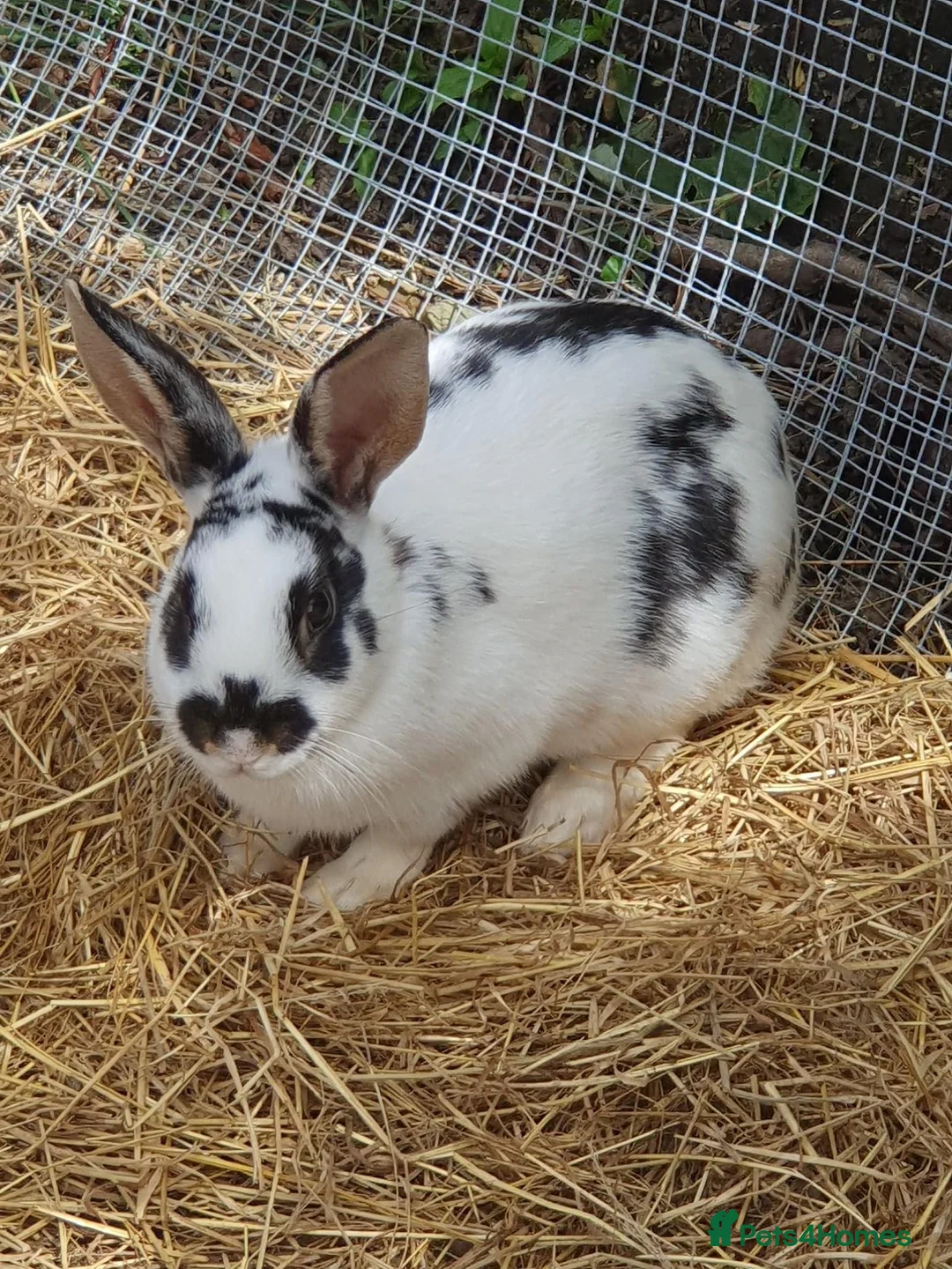 Mixed Breed rabbits for sale: Male Rex Rabbits - Advert 1