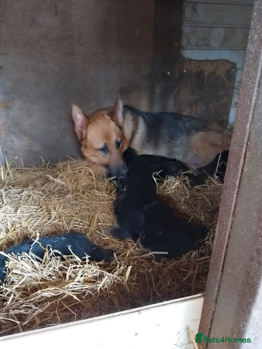 German Shepherd dogs for sale: German shepard pups - Advert 1