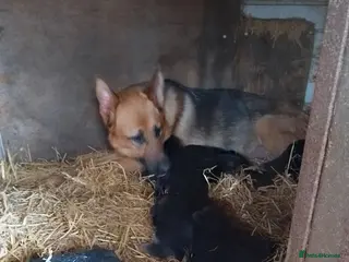 German Shepherd dogs German shepard pups - Advert 17