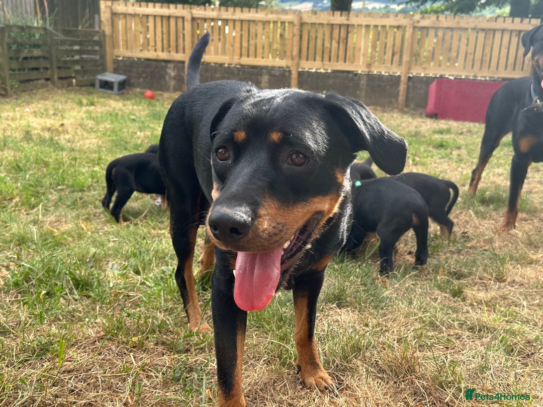 Rottweiler dogs for sale: Healthy Rottweiler puppies ready now  - Image 24