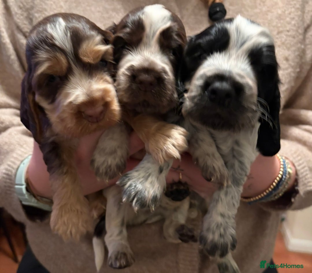 Cocker Spaniel dogs for sale: Quality kc show type cocker spaniels - Advert 1