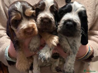 Cocker Spaniel dogs Quality kc show type cocker spaniels - Advert 14