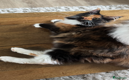 Maine Coon cats for sale: Maine coon 16 months old  - Advert 2