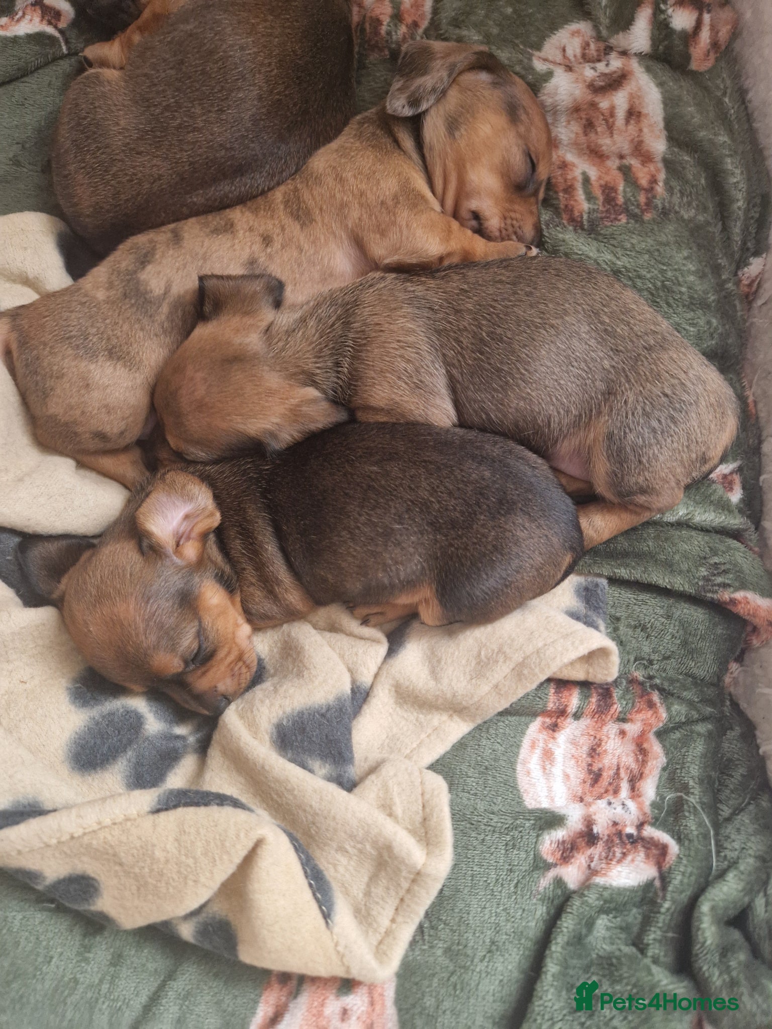 Dachshund dogs Beautiful mini dachshund puppies  - Advert 12
