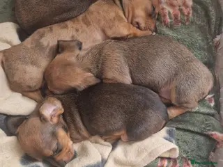 Dachshund dogs Beautiful mini dachshund puppies - Advert 12