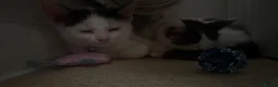 Mixed Breed cats for sale: Female Kittens  - Advert 13