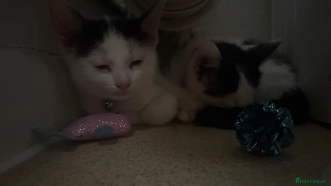 Mixed Breed cats for sale: Female Kittens  - Advert 13
