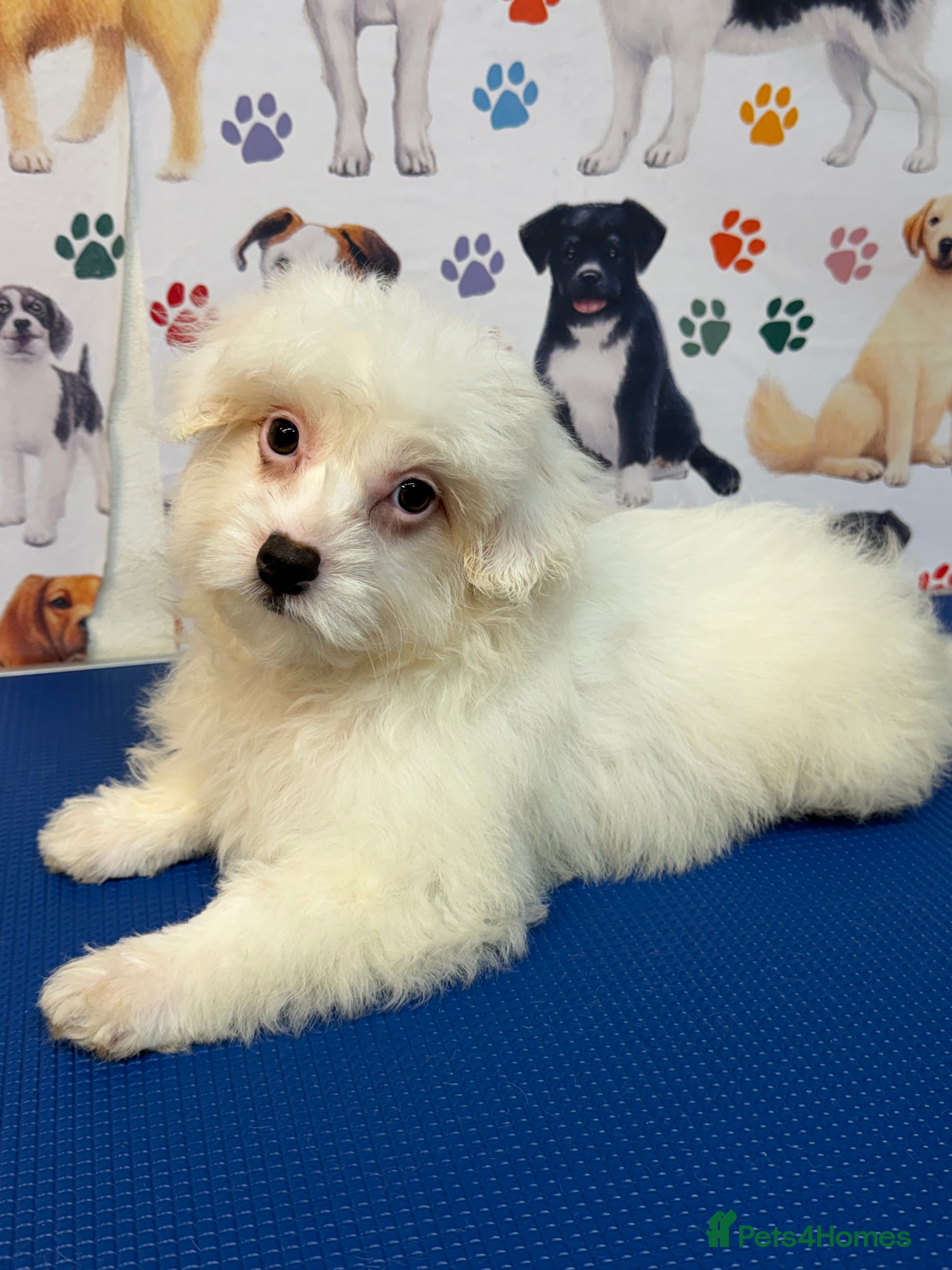 Maltipoo dogs ***Last one*** Stunning Maltipoo Puppy  - Advert 1