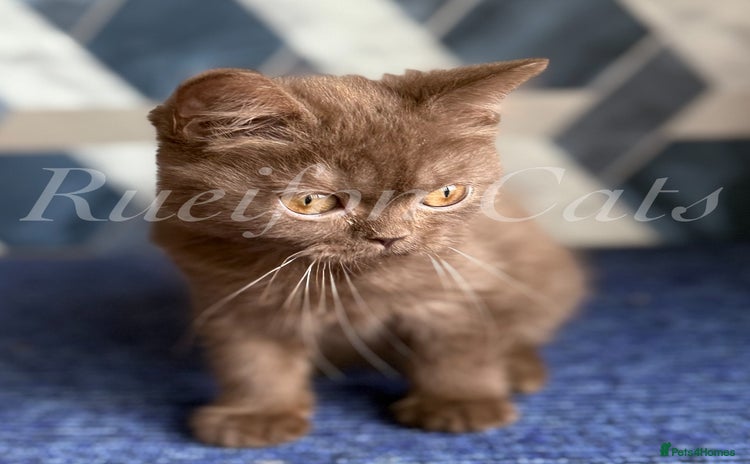 British Shorthair cats - Advert 11