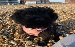 Labradoodle dogs for sale: Miniature Labradoodle RESERVED - Image 1