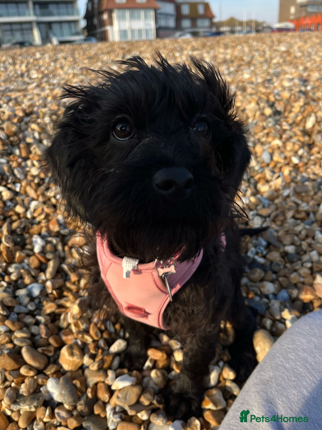 Labradoodle dogs for sale: Miniature Labradoodle RESERVED - Image 1