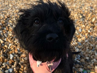 Labradoodle dogs for sale - Advert 1