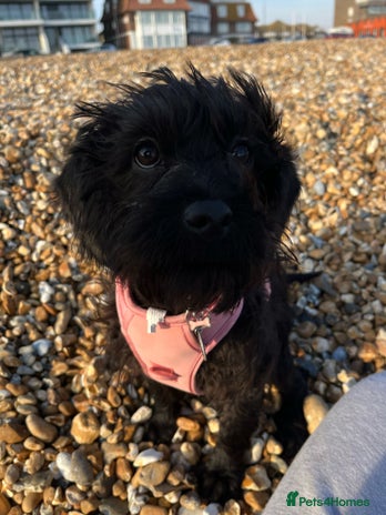 Labradoodle dogs - Advert 2