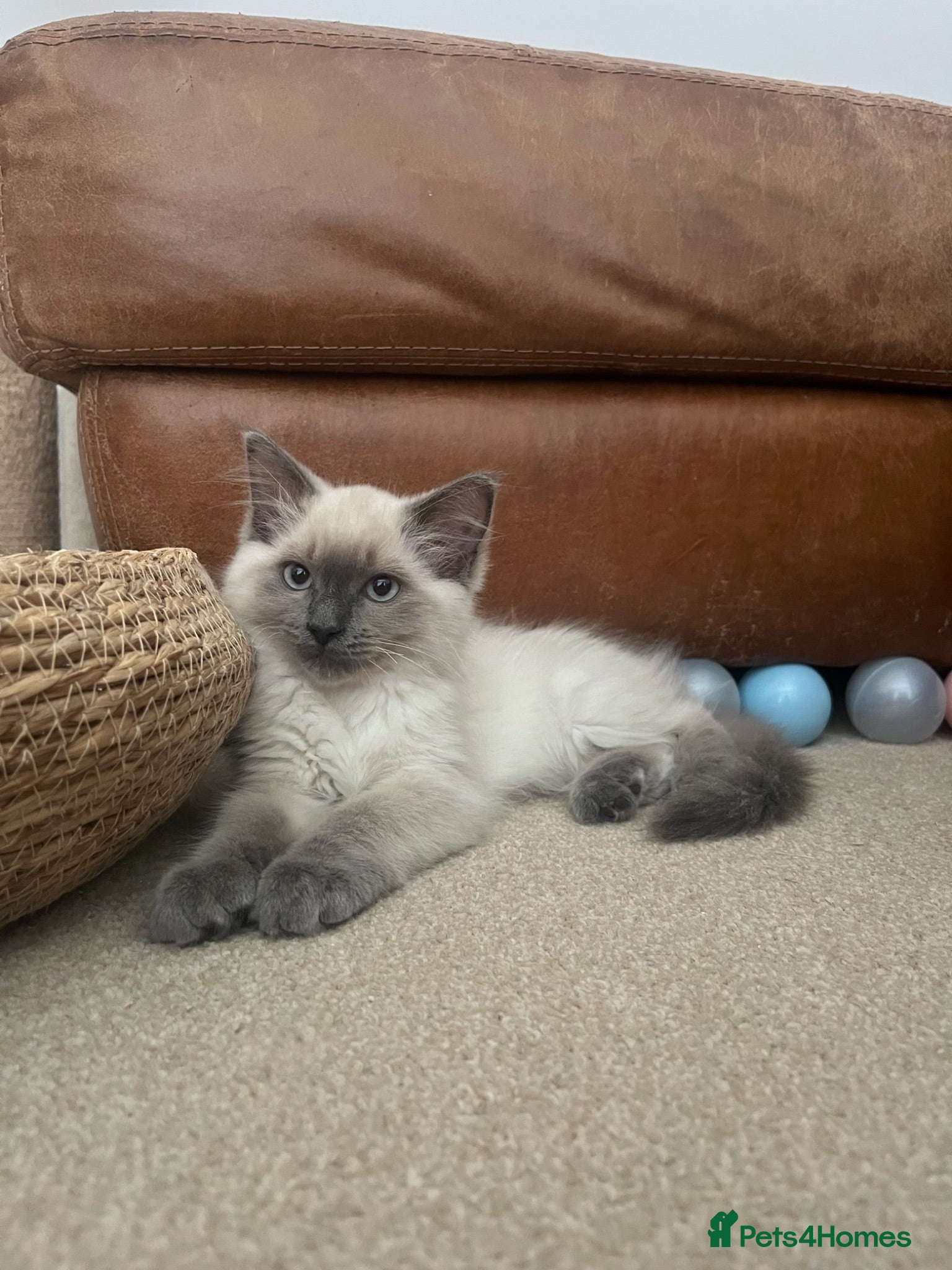 Ragdoll cats Ragdoll Kittens Ready Now  - Advert 1