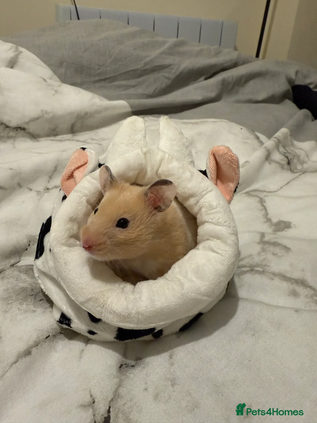 Hamster rodents for sale: golden and white female syrian hamster in Ruthin - Advert 2