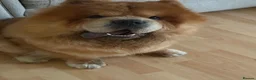 Chow Chow dogs for sale: Chino the chow chow - Advert 5