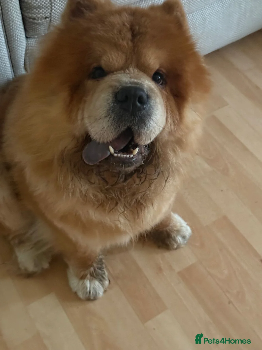 Chow Chow dogs for sale: Chino the chow chow - Advert 5