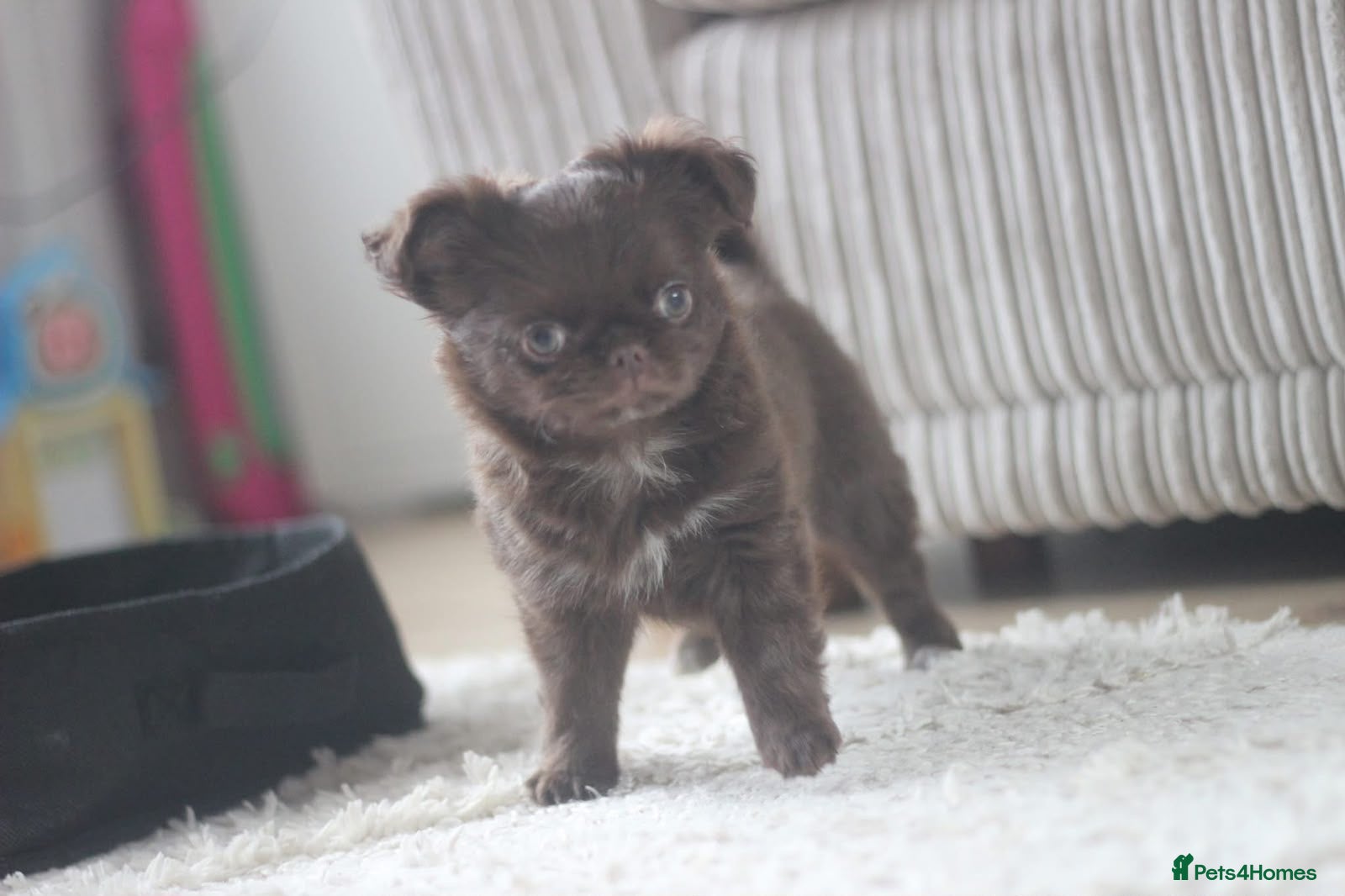 Chihuahua dogs OUTSTANDING QUALITY KC REG CHIHUAHUA PUPPIES 🐶🤎 - Advert 1