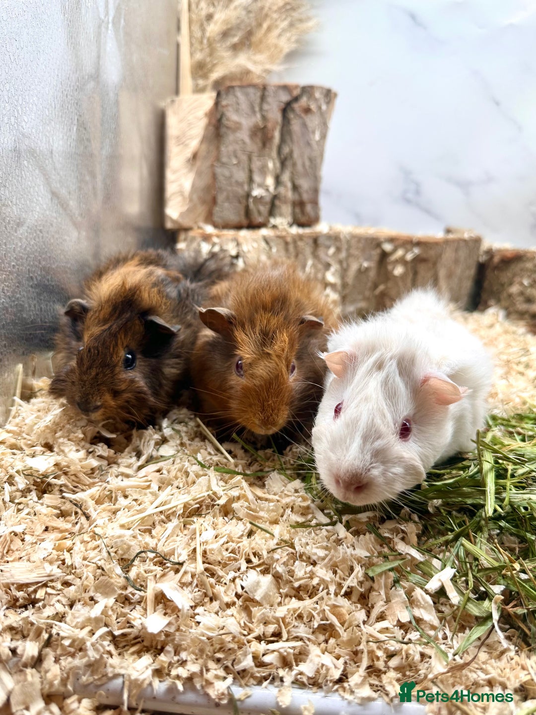 Guinea Pig rodents for sale: Multiple baby guinea pigs 💗 - Image 6
