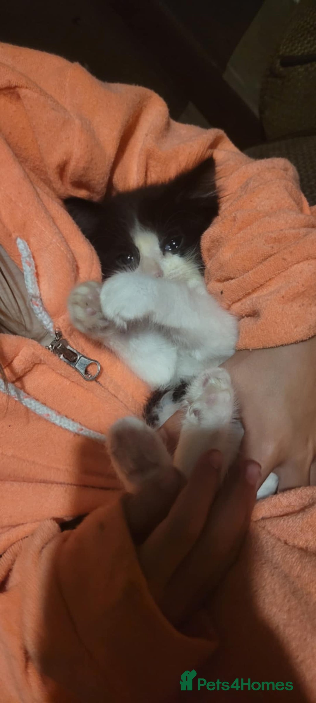 Mixed Breed cats for sale: 2 beautiful kittens - Image 6