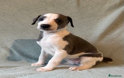 Whippet dogs for sale: Stunning whippet puppies - Image 5