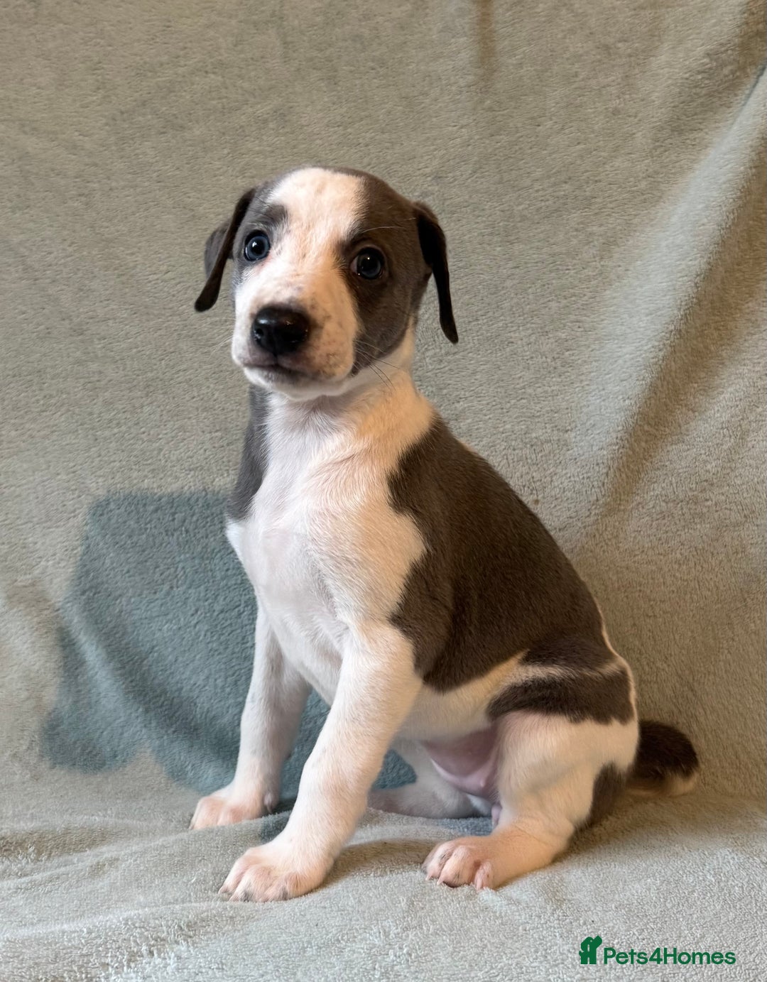 Whippet dogs for sale: Stunning whippet puppies - Image 5