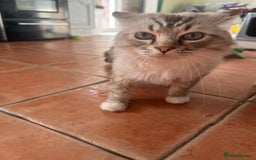 Ragdoll cats for sale: GCCF Male for Sale - Image 4