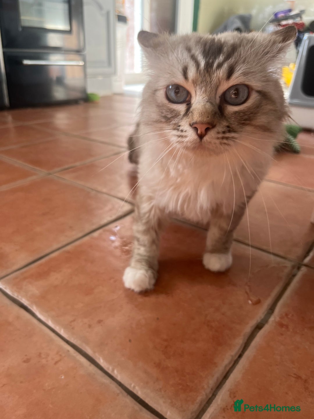 Ragdoll cats for sale: GCCF Male for Sale - Image 4