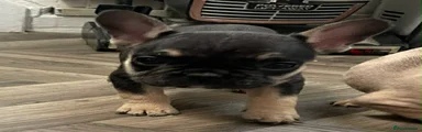 French Bulldog Puppy 3