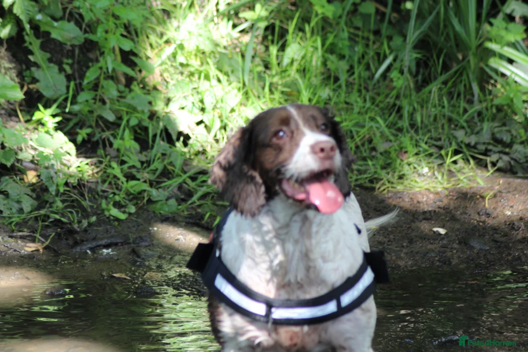English Springer Spaniel dogs for sale: Female English Springer for rehoming (Cassy) - Advert 3