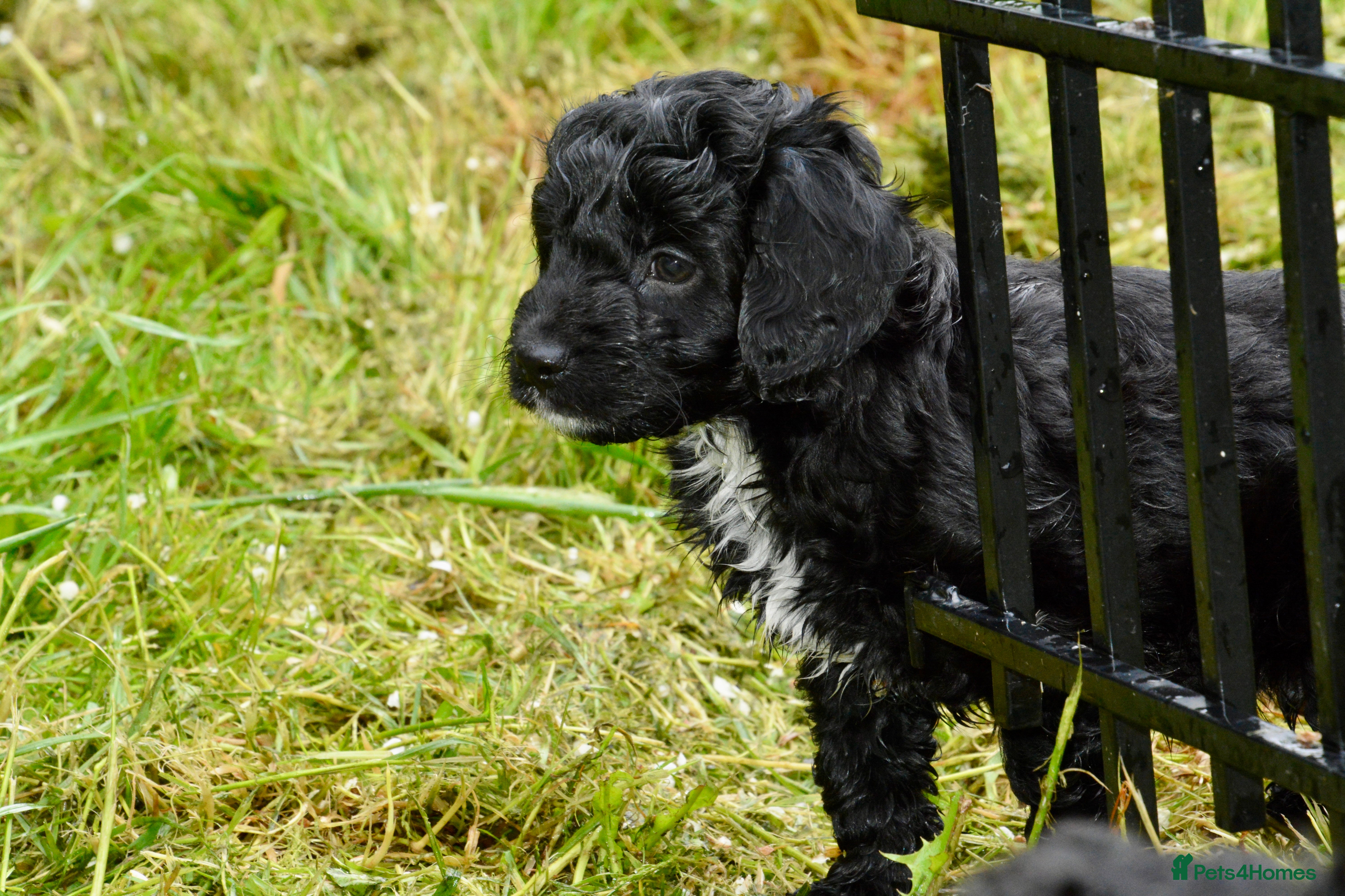 Cockapoo dogs Beautiful Cockapoo puppies for sale - Advert 13