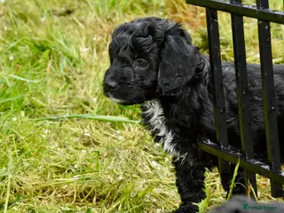 Cockapoo dogs Beautiful Cockapoo puppies for sale - Advert 13