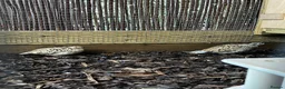 Quail poultry for sale: X5 Bob Whites Quails - Advert 3