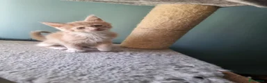 Maine Coon Kitten 1