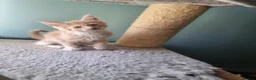 Maine Coon cats for sale: Maine Coon kittens  in Northampton - Advert 21