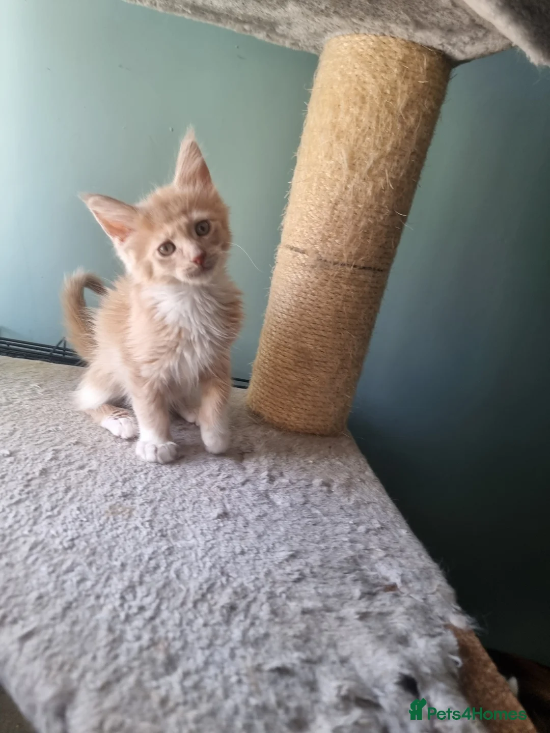 Maine Coon cats for sale: Maine Coon kittens  - Advert 22