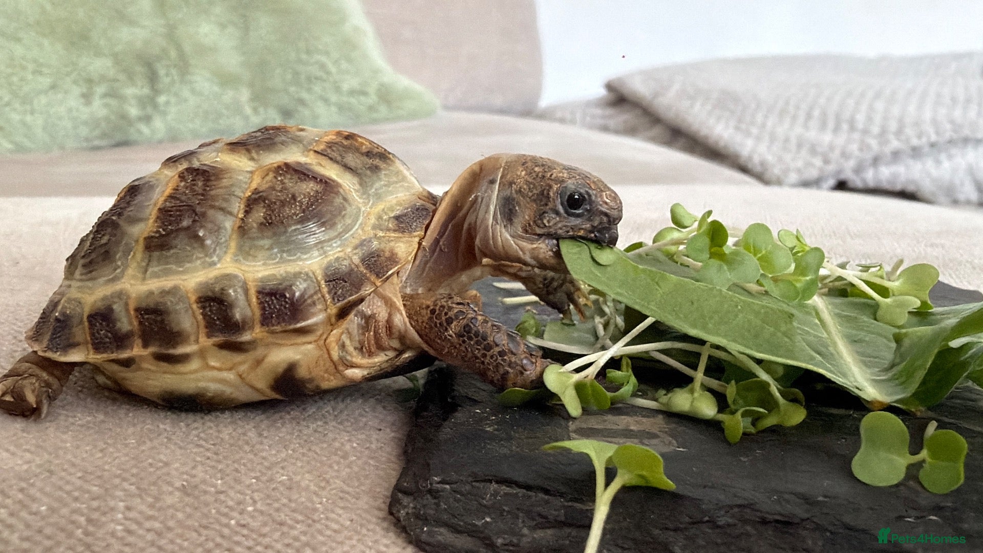 Tortoise reptiles Sheldon Tortoise  - Advert 1