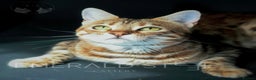 Bengal cats for sale: Pure Pedigree TICA Early Generation Bengal - Advert 7