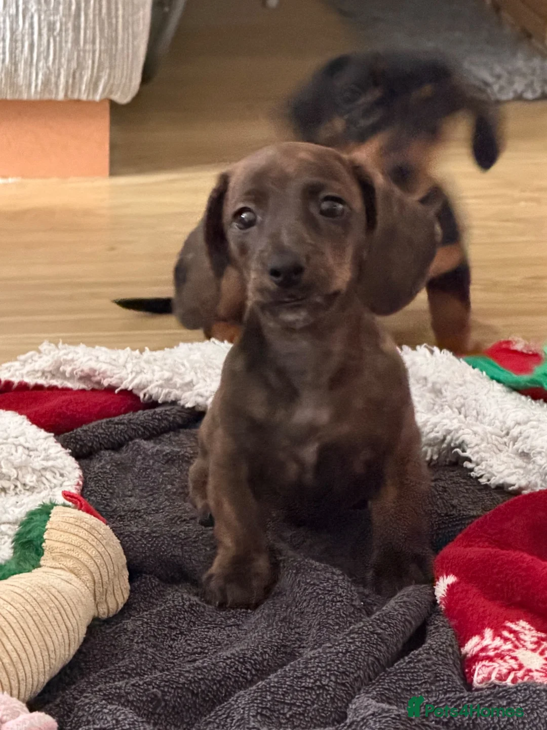 Miniature Dachshund dogs for sale: Miniature Dachshund  in Bury Saint Edmunds - Advert 2