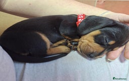 Miniature Dachshund dogs for sale: 5 gorgeous miniature dachshund puppies for sale  - Image 21