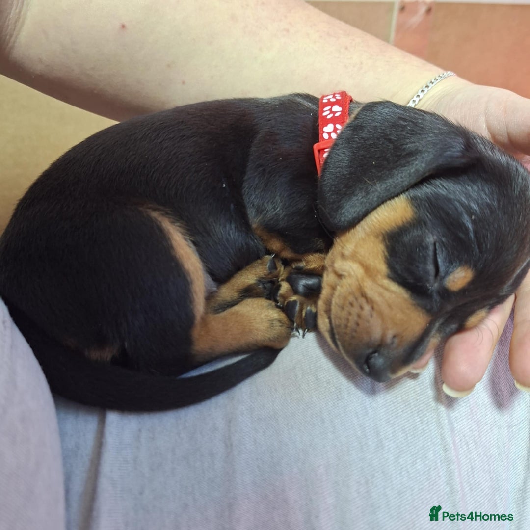 Miniature Dachshund dogs for sale: 5 gorgeous miniature dachshund puppies for sale  - Image 21