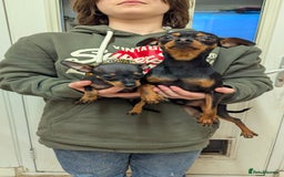 Russian Toy Terrier dogs for sale: Russian toy terrier cross Prague ratter - Image 3