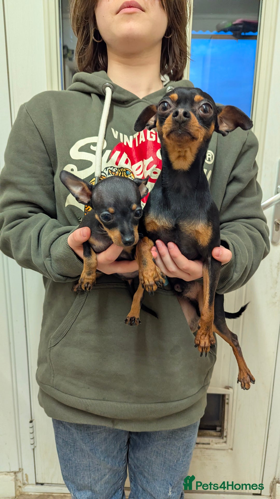 Russian Toy Terrier dogs for sale: Russian toy terrier cross Prague ratter - Image 3